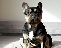 Foto: Höpke, speziell entwickelter Microvelours mit pflege- und haustierfreundlichen Eigenschaften, hoch kratzfest, leicht zu reinigen, waschbar.