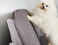 Foto: Höpke, speziell entwickelter Microvelours mit pflege- und haustierfreundlichen Eigenschaften, hoch kratzfest, leicht zu reinigen, waschbar.