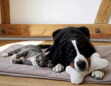 Polsterstoffe für Haustierfreunde